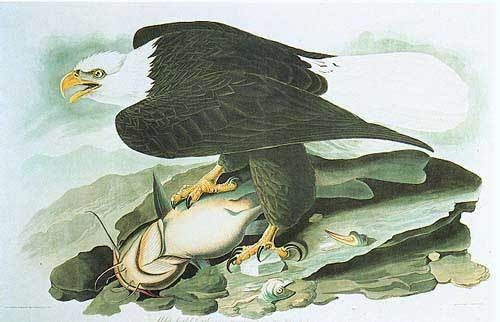 John James Audubon Bald Eagle